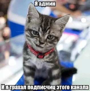 Sticker 🐈‍⬛ ебать спасибо нахуй :: @fStikBot