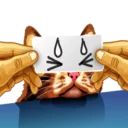 Video sticker 😥 Meme The Cat