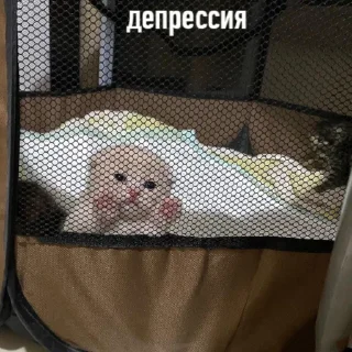 Video sticker 😞 вуе