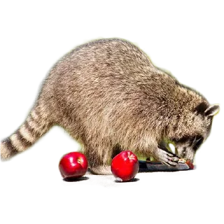 Sticker 🍽 Raccoon friends