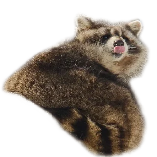 Video sticker 👅 Raccoon friends