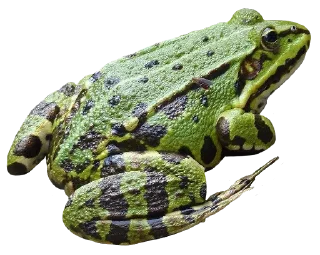 Sticker 🐸 ваффл!