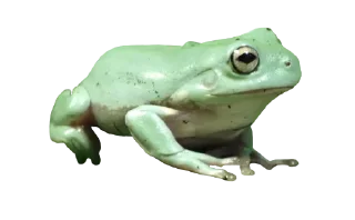 Sticker 🐸 ваффл!