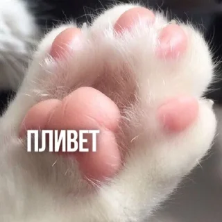 Sticker 👋 Kittydogs