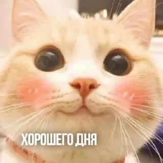 Video sticker 👋 Kittydogs
