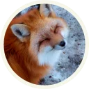 Video sticker ☺️ 🦊 Лисы @lennysticker