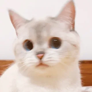 Video sticker 👂 Nana the charming cat