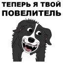 Video sticker 😠 Мистер Пиклз @eeZee_stickers