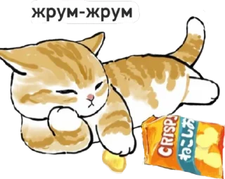 Video sticker 🥞 котик