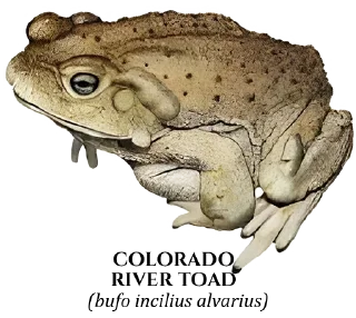 Sticker 🐸 Toads of North America