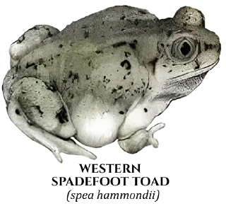 Sticker 🐸 Toads of North America