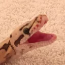 Video sticker 🐍 noodles