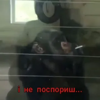 Video sticker 🚬 Гіфі :: @fStikBot