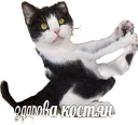 Video sticker 🙌 мемы про котов (по ржать)