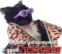 Sticker 🍺 мемы про котов (по ржать)