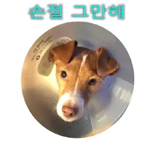 Video sticker 😣 Crypto Milo Korea