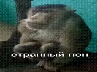 Video sticker 🤨 абизяна поны :: @fStikBot