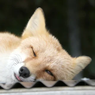 Sticker 😴 Ryu The Fox - リュウくん