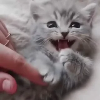 Video sticker ❤️ Kittens