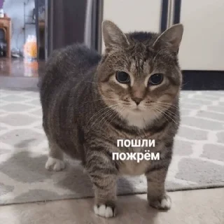 Sticker 🍕 Другая жизень 😿