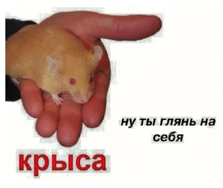 Sticker 🐁 пьяндемия