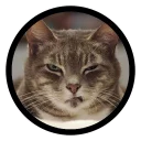 Sticker 😕 Funny Cats (@Saratov64_chat)