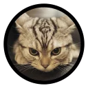 Video sticker 😗 Funny Cats (@Saratov64_chat)