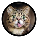 Video sticker 😱 Funny Cats (@Saratov64_chat)