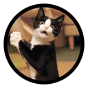 Video sticker ✌️ Funny Cats (@Saratov64_chat)