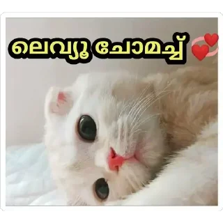 Sticker 🤓 @Archana_38 𝓜𝓮𝓸𝔀 𝓜𝓮𝓸𝔀😺