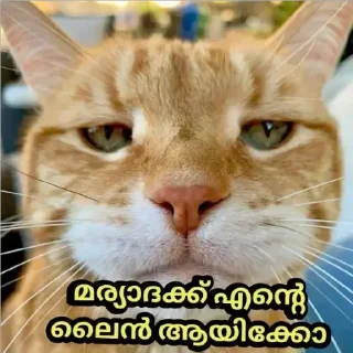 Sticker 😒 @Archana_38 𝓜𝓮𝓸𝔀 𝓜𝓮𝓸𝔀😺