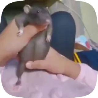 Video sticker 🕺 Rat @BredRa :: @fStikBot