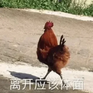 Video sticker 🐔 快落池塘 @MeiTian