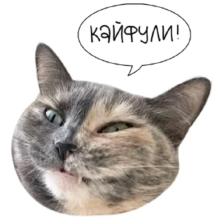 Sticker 😸 Laksheri_realkotaksheri