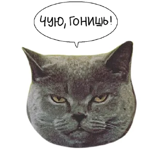 Sticker 🤨 Laksheri_realkotaksheri