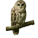 Sticker 😕 Owls