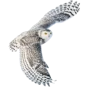 Video sticker 😐 Owls