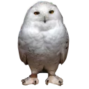 Sticker 😑 Owls