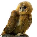 Video sticker 😒 Owls