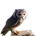 Sticker 😞 Owls