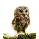 Sticker 😍 Owls
