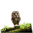 Sticker 😄 Owls