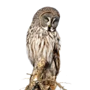 Sticker 😴 Owls