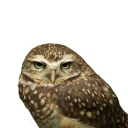 Sticker 😏 Owls