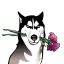 Sticker 💐 Husky memes