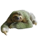 Video sticker 🙂 Sloth