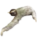 Sticker 🙂 Sloth