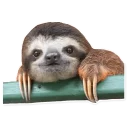 Sticker 🙂 Sloth