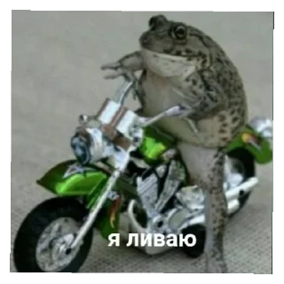 Video sticker 👋 Жабычи и ляги