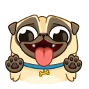 Video sticker 😘 Penny Pug